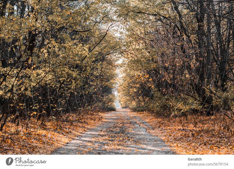 alley street in the abandoned city of Chernobyl Ukraine Pripyat alienation asphalt autumn bright colored dangerous day deserted ecology excursion grass green