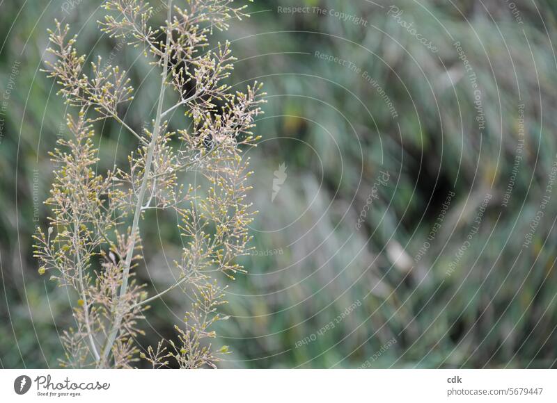 Rich in plants | delicate green | branch with buds & budding flowers in front of blurred bamboo in the background. Green Nature Light green Deserted Plant