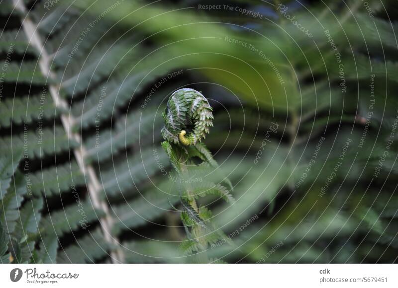 In the realm of ferns | Enabling and marveling at developments. Plant Pteridopsida Leaf Fern Fern leaf Botany Forest Foliage plant Farnsheets Nature Green