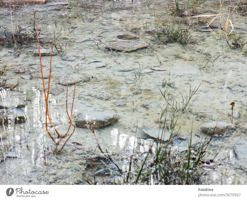 Under water, above water. Stones and mud underneath, grasses and something sticking out above it. Just a puddle. Puddle Water Reflection Wet reflection