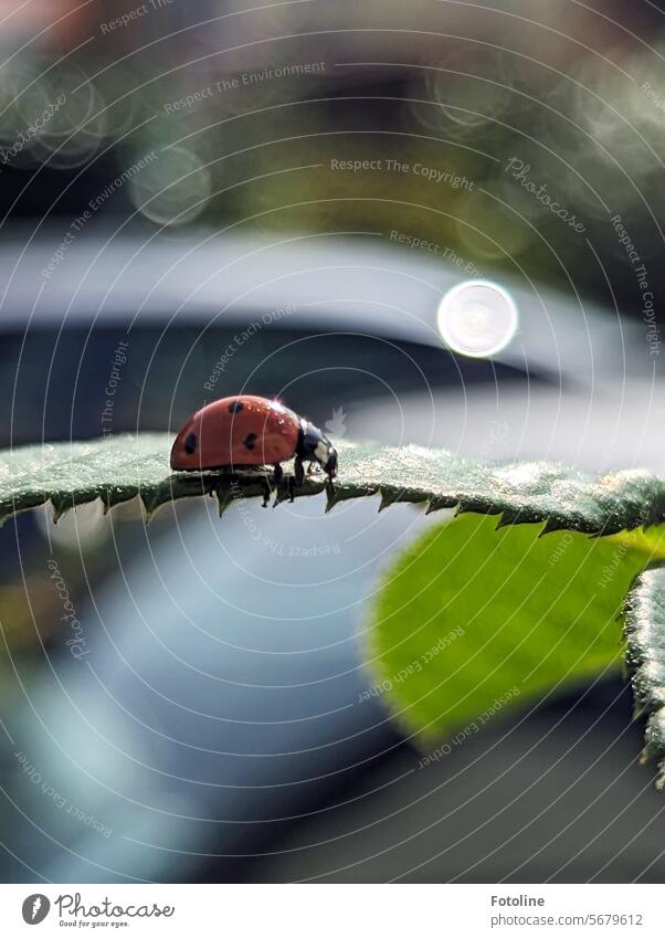 A small red ladybug crawls over a green leaf. Whatever is glittering in the background. Ladybird Beetle Red Green Nature Animal Insect Close-up Crawl Happy