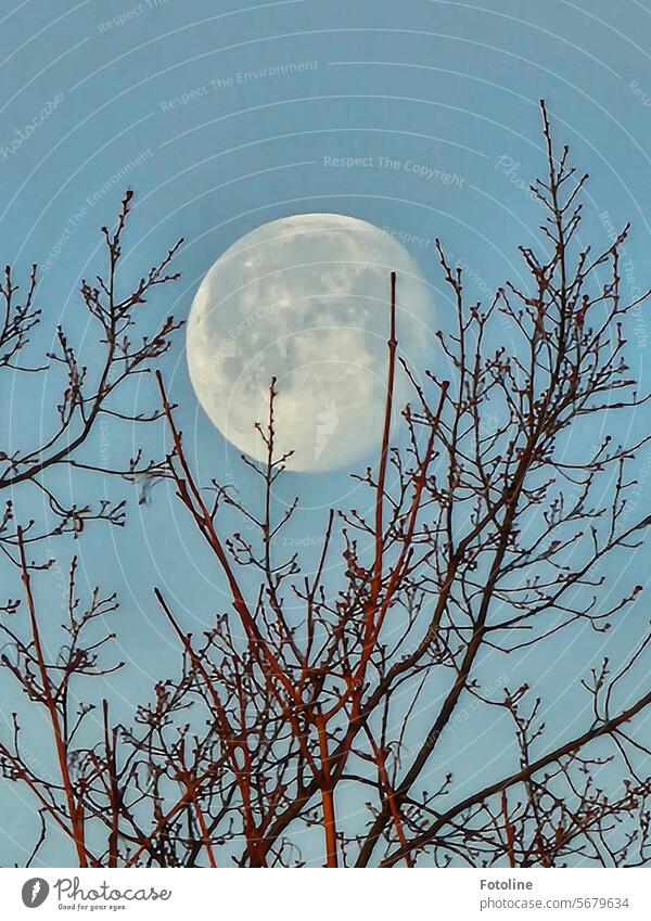 The moon is not quite in its full glory in the sky. This makes him uncomfortable, so he hides behind a tree. Moon Sky Blue Moonlight Full  moon Exterior shot