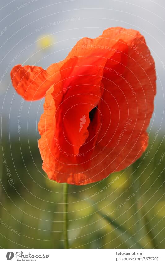 poppy blossom Poppy poppy flower Poppy blossom Blossom Red Summer Flower Orange-red