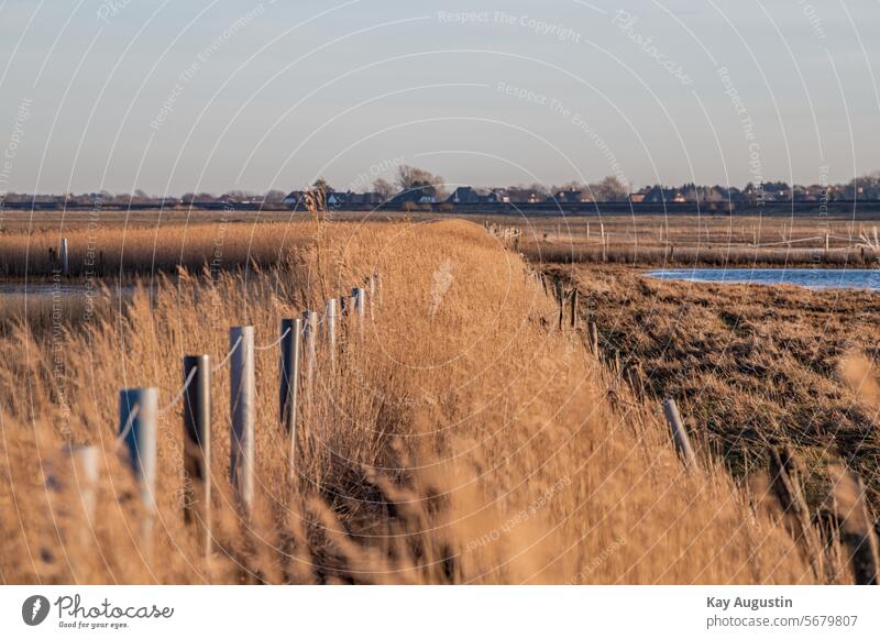 Polders in the wet meadows reed bed Common Reed archsum Reed belt plants Nature Reed zone Puddles of water Roof covering material Natural building material