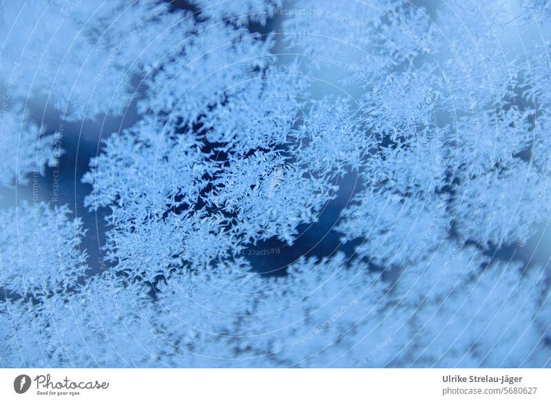 Ice flowers on a frosty cold window Ice Flower Frostwork Cold Frozen Freeze Ice crystal Crystal structure chill ice crystals Pattern structures