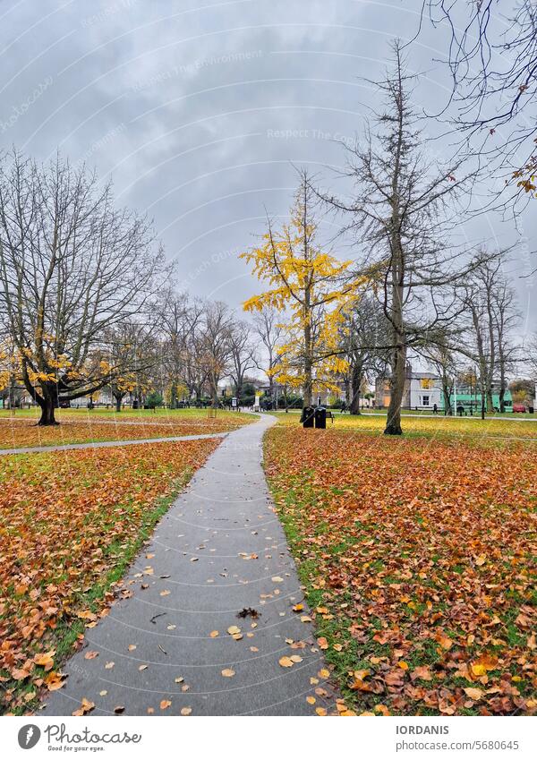 Beautiful fall scene of a footpath leading to a tree with yellow leaves in a park in Cambridge, UK London Great Britain united kingdom Abstract Autumn