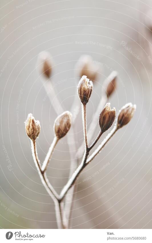 in winter Plant Nature Cold chill Brown Gray Exterior shot Winter Deserted Frost naturally