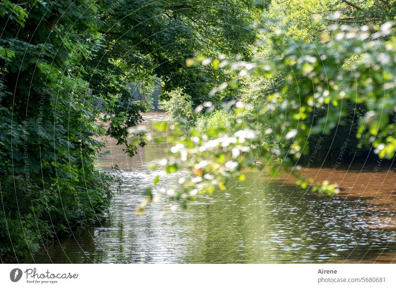 Carefree days Green shrub Water Calm Foliage plant Forest Landscape Rich pasture forest Relaxation Slowly River bank tranquillity Reflection Loneliness Plant