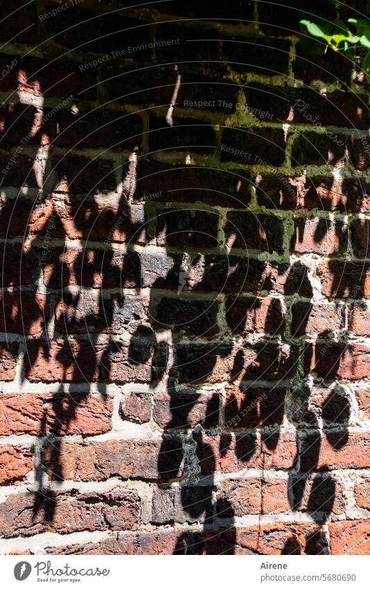 cast shadow brick Red Black Brick Brick wall Wall (barrier) Facade Contrast Shadow Hang leaves shadow cast clinker Brick construction Leaf Brick facade