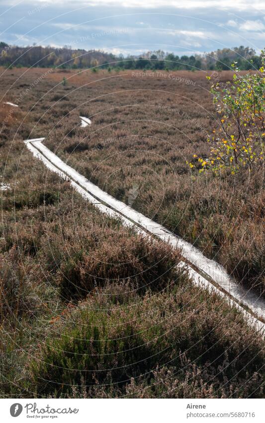 Path into the unknown Footpath Forwards wooden Catwalk Loneliness Landscape Footbridge Bog Woodway aquatic plants Hiking wooden planks Water Nature reserve