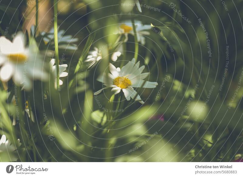 Daisies in the sunlight marguerites Summerflower meadow flowers Meadow daisies Grass Green Nature Sunlight Summery wild flowers Environment Peaceful Idyll Light