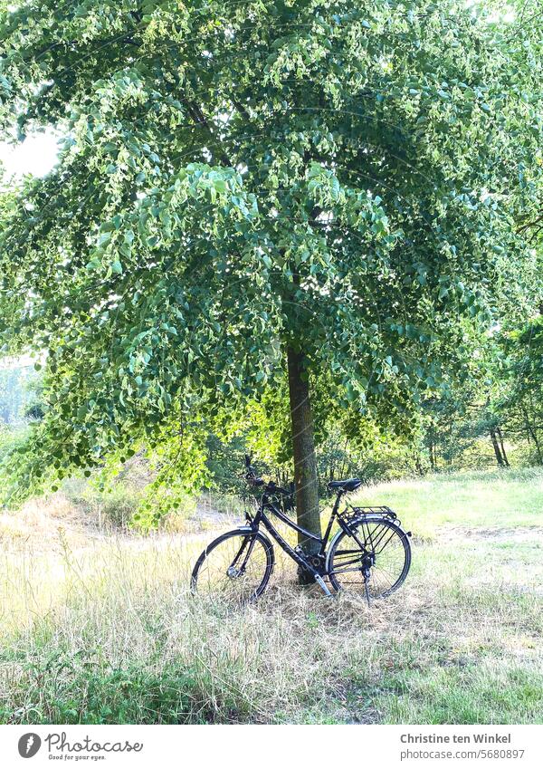 well-deserved break on the bike tour Bicycle Tree Meadow Cycling tour Break Leisure and hobbies Nature Trip excursion to the green Summer In transit