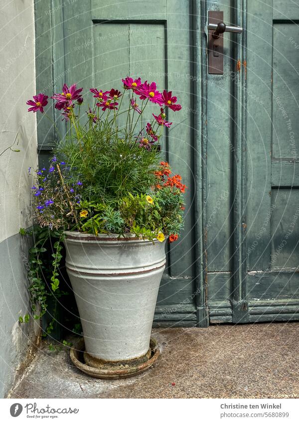 nostalgic charm Wooden door Summerflower Entrance plant tubs front door plant pot old front door pretty variegated Cosmea Men's Loyalty Petunia Autumn