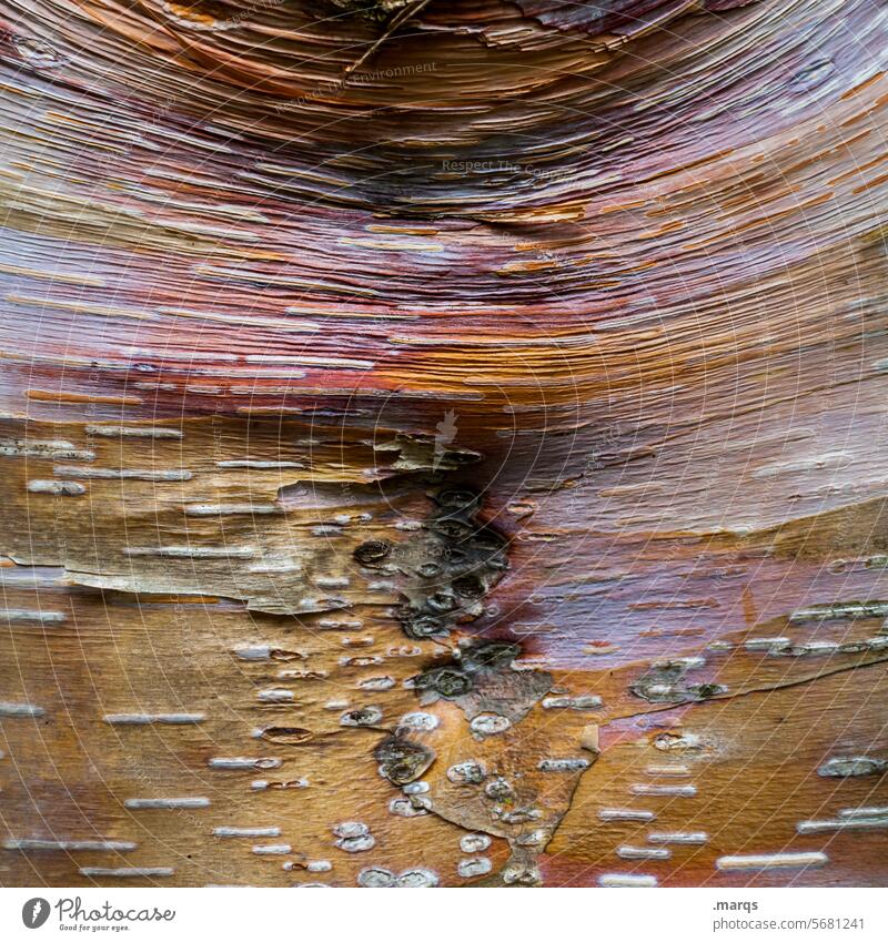 bark Detail Wood Tree Pattern Tree trunk Tree bark Structures and shapes Birch tree Nature Wood grain birch trunk Close-up Plant Birch bark Sustainability