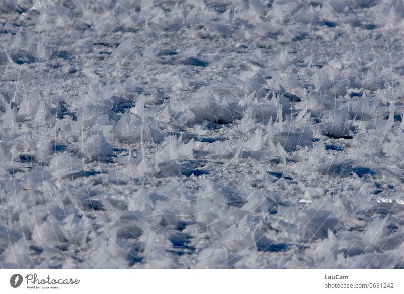 Ice flowers close together Frostwork Winter Frozen Ice Flower Ice roses frozen lake chill Cold icily ice crystals Ice crystal freezing cold Hoar frost winter