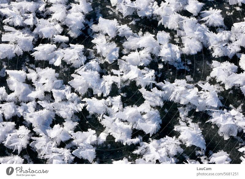 ice flowers Frostwork Ice Flower Ice roses Frozen frozen lake chill Cold icily ice crystals Ice crystal freezing cold Winter Hoar frost winter Winter mood