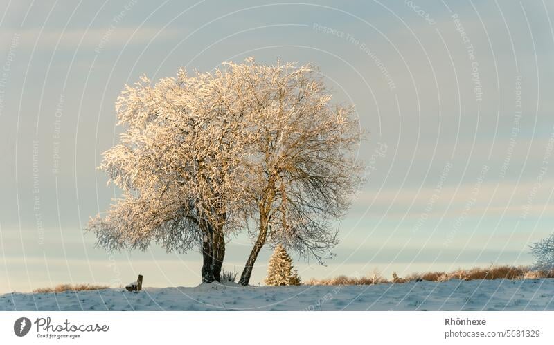 a snow-covered tree is illuminated by the evening light Winter Snow Tree Light Landscape Exterior shot Deserted Day Nature Colour photo White Sky