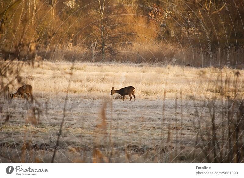 Two deer are standing in a frozen meadow. Will they find enough food until winter sets in? Roe deer Deer Meadow Forest Animal Wild animal Mammal Brown Grass