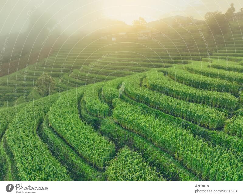 Landscape of green rice terrace with mist in the morning. Nature landscape. Green rice farm. Terraced rice fields. Travel destinations in Asia. Traditional organic rice fields. Sustainable agriculture