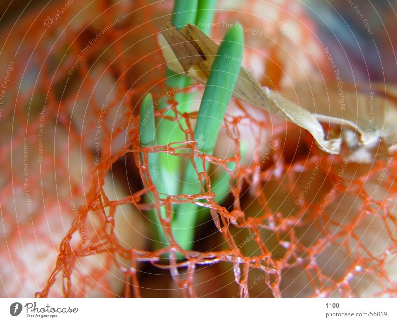 net plant Plantlet Germ Growth Kitchen Onion Onion seedling Onion skin Bowl Net Green Orange Breach Food Ingredients