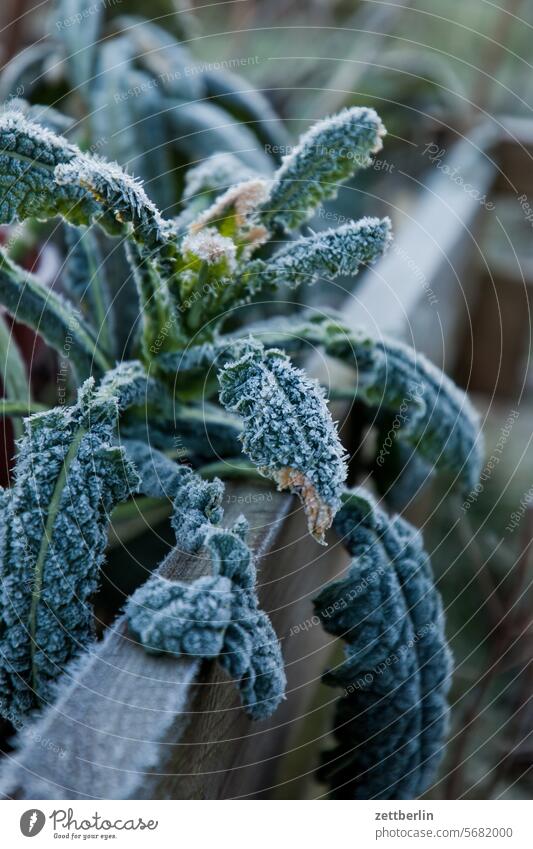 Palm kale Relaxation holidays Garden allotment Garden allotments Deserted Morning neighbourhood Nature Plant hoar frost Mature tranquillity Holiday season