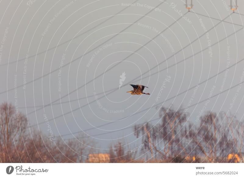 A gray heron flies between power lines in Siebenbrunn near Augsburg on a frosty winter morning Ardea cinerea Gray heron Meringer Au animal bird copy space