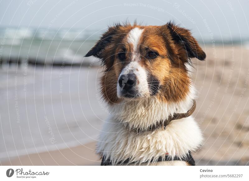 Dog on the beach Beach Water Sand Waves cute Cute fluffy Cuddling Wet dog vacation Ocean Sun Walk on the beach Puppydog eyes Dog's snout Neckband Pelt wet coat