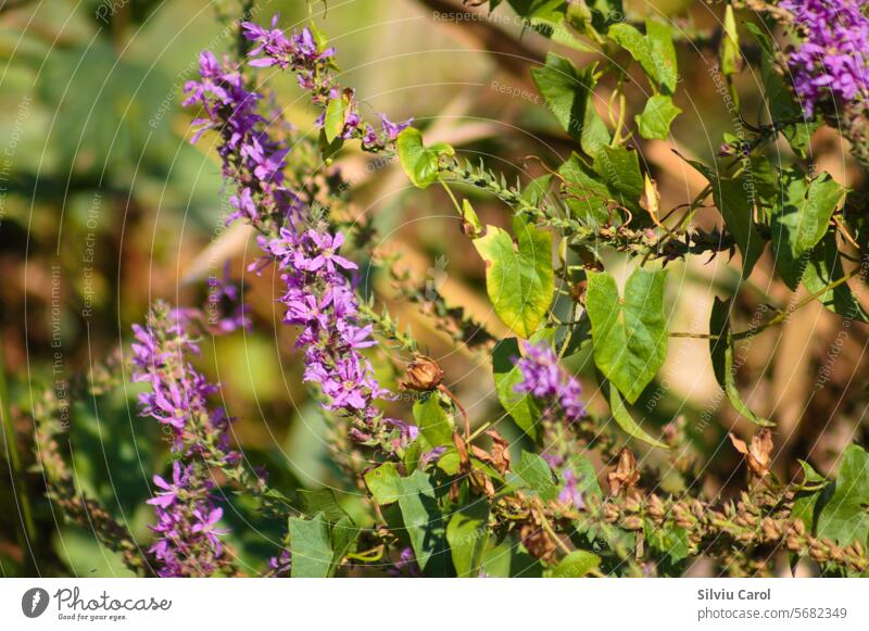 Closeup of purple loosestrife flowers with selective focus on foreground green shrub pink straight leaf violet inflorescence background bright flora red meadow