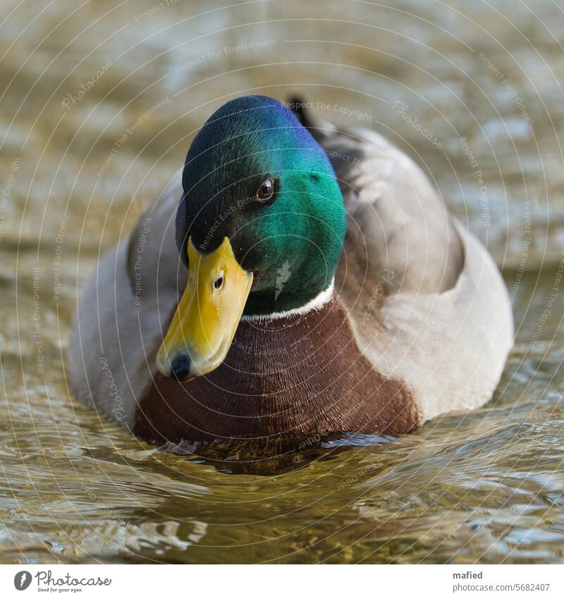 Mallard / drake in a magnificent plumage swimming on a pond gorgeous dress Duck Bird Animal Exterior shot Colour photo Beak Drake Water Deserted Duck birds Pond