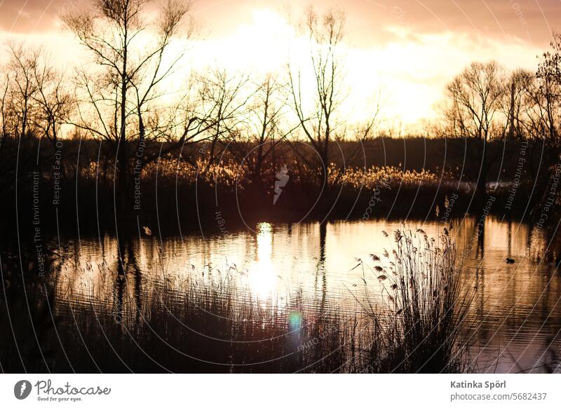 Pond at the golden hour Shore of a pond Water Body of water Nature golden light