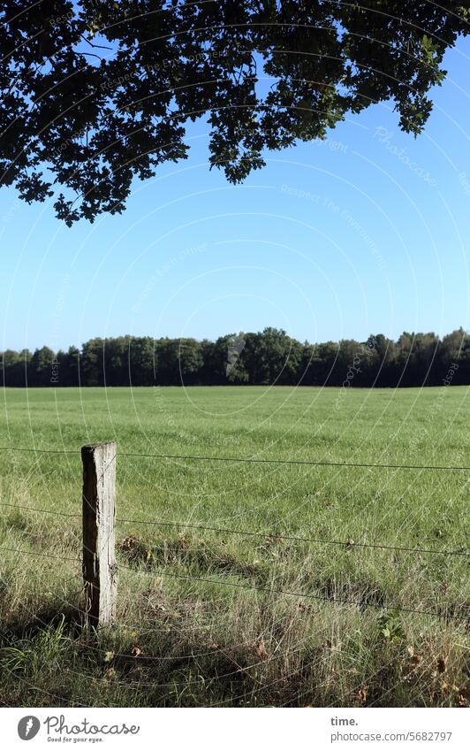 Stories from the fence .141 Nature Environment Plant Landscape trees Horizon Moody Sun Sky Seasons Fence post Wire Willow tree Meadow oak wood Border Backup