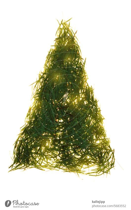 Last glow Fir tree Fir needle Christmas & Advent floor Fir branch Tree Christmas tree Colour photo Christmas decoration Decoration Green Feasts & Celebrations