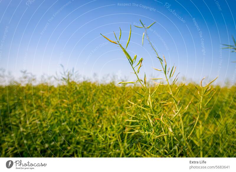 Pods of half-ripe rapeseed in are waving in wind Agricultural Agriculture Agronomy Bio Fuel Blue Breeze Canola Oil Cereal Country Crop Farming Farmland Field