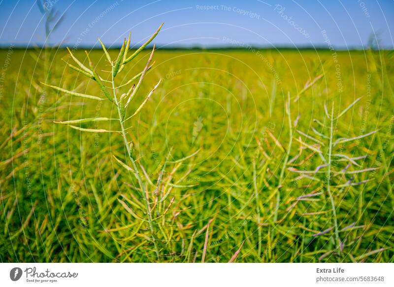 Pods of half-ripe rapeseed in are waving in wind Agricultural Agriculture Agronomy Bio Fuel Blue Breeze Canola Oil Cereal Country Crop Farming Farmland Field