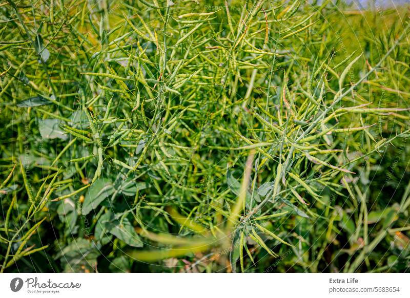 Pods of half-ripe rapeseed in are waving in wind Agricultural Agriculture Agronomy Bio Fuel Blue Breeze Canola Oil Cereal Country Crop Farming Farmland Field