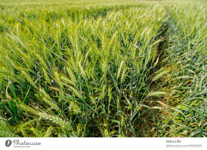 Agricultural crop field of young wheat ears are waving in wind Agriculture Agronomy Barley Blow Blue Breeze Cereal Country Crop Cultivated Ear Farm Farming