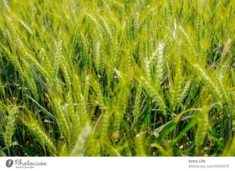 Agricultural crop field of young wheat ears close-up are waving in wind Agriculture Agronomy Barley Blow Breeze Cereal Close-Up Crop Cultivated Detail Ear Farm