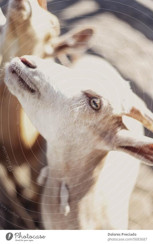 Typical South American goats on a farm agribusiness agriculture animal animal sanctuary autumn brown cattle countryside cute dairy domestic eating farm animal