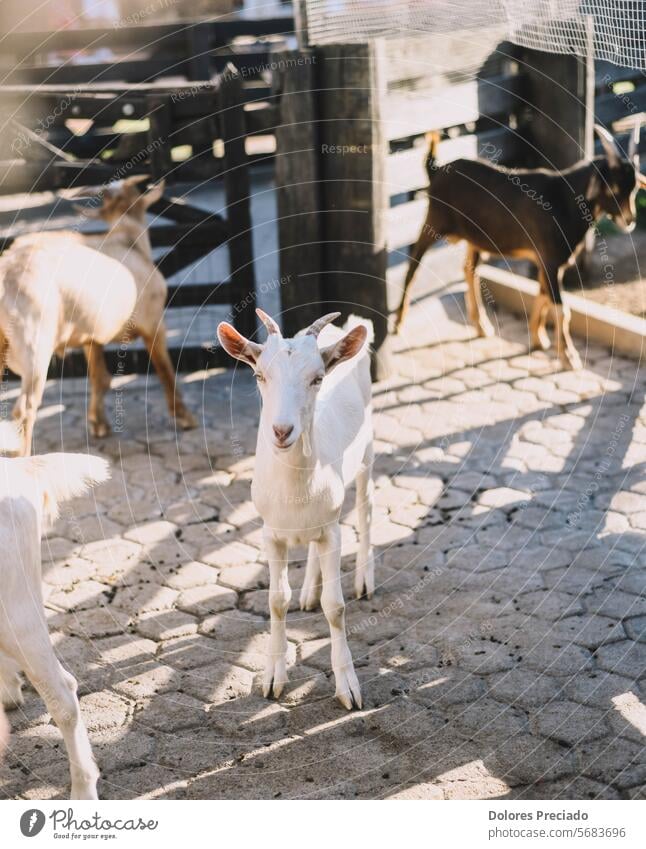 Typical South American goats on a farm agribusiness agriculture animal animal sanctuary autumn brown cattle countryside cute dairy domestic eating farm animal