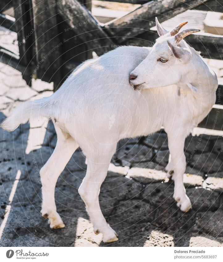 Typical South American goats on a farm agribusiness agriculture animal animal sanctuary autumn brown cattle countryside cute dairy domestic eating farm animal