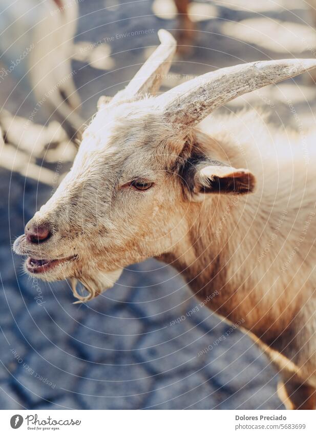 Typical South American goats on a farm agribusiness agriculture animal animal sanctuary autumn brown cattle countryside cute dairy domestic eating farm animal