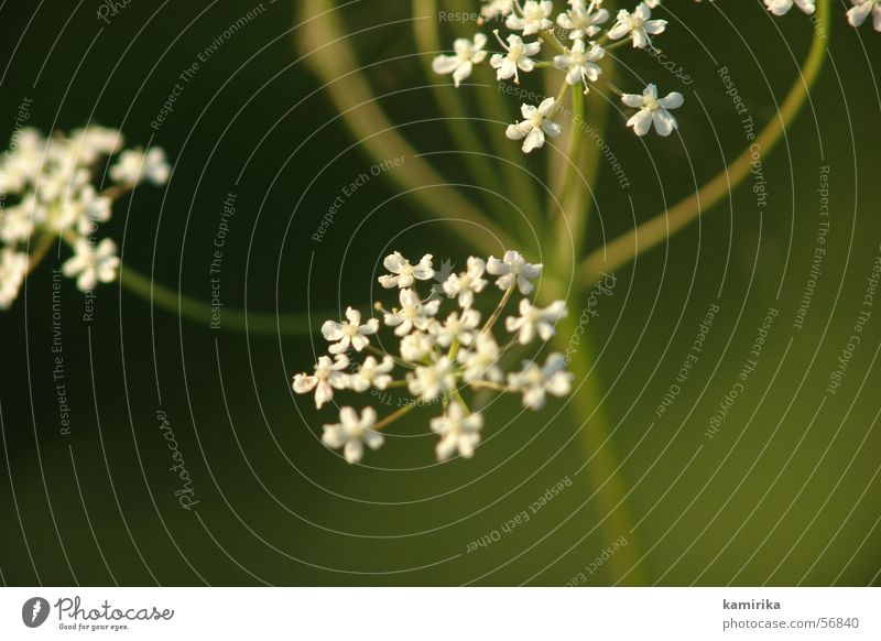 white Flower Plant Spring Summer Green Swing Harmonious Dynamics Joy Healthy