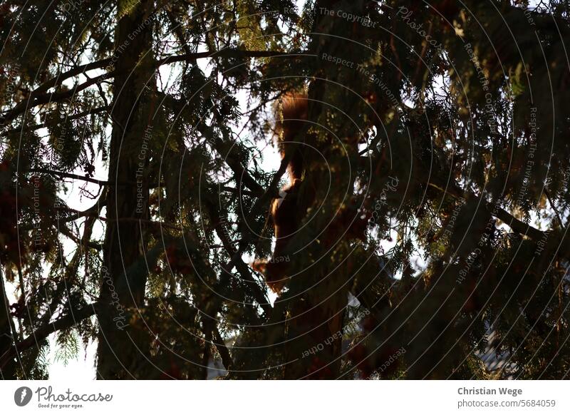 A squirrel (tree carter) climbing down the trunk of a tree Squirrel Animal Wild animal Colour photo Exterior shot Nature cute Pelt Experiencing nature