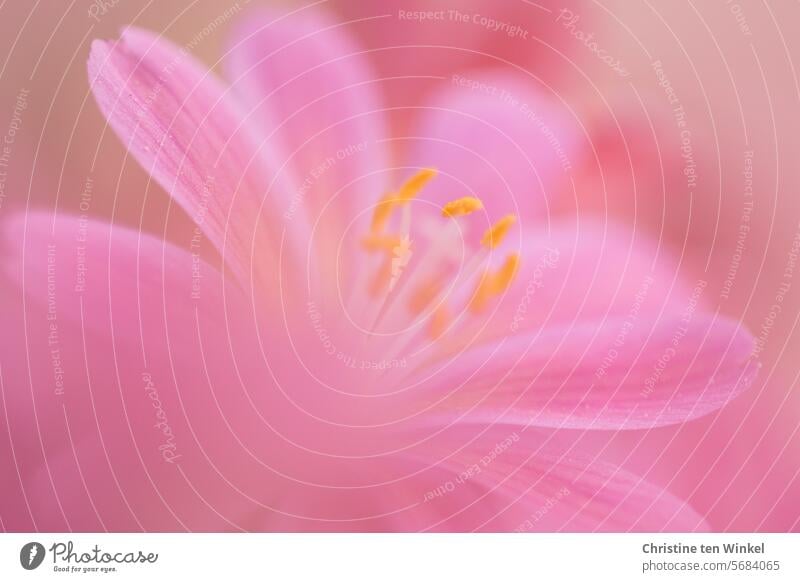 R for ... | Pink Close-up petals Bright Delicate pink flowers blossom Blossom Stamen Porcelain florets shallow depth of field blurriness Shallow depth of field