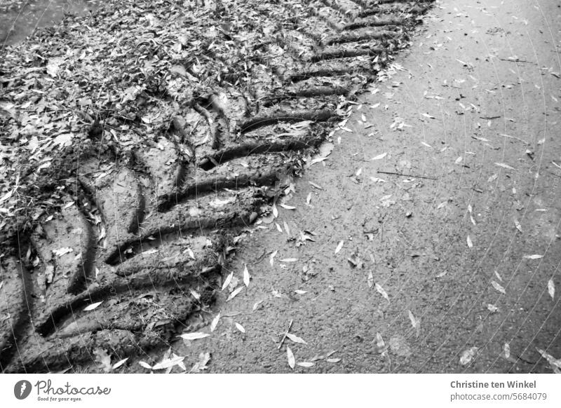 Tire tracks of a tractor on softened earth Skid marks off Mud Tire tread after the rain Earth Tracks tractor tyre Tractor tire tread Imprint