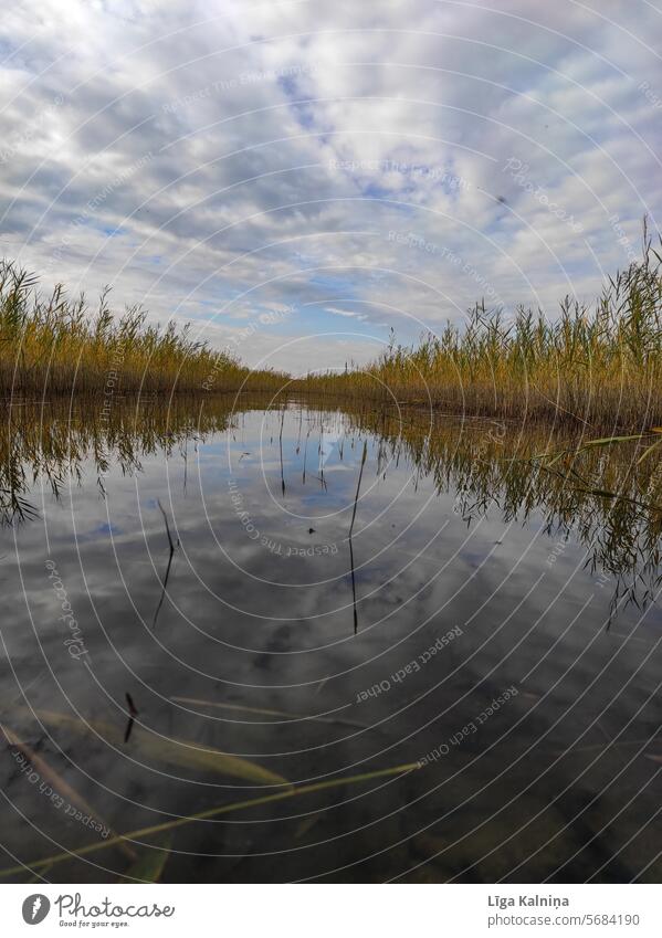 Water landscape with reed Sky Nature Common Reed Landscape Deserted Blue Beautiful weather Exterior shot Plant Colour photo Beach Tourism travel Summer vacation