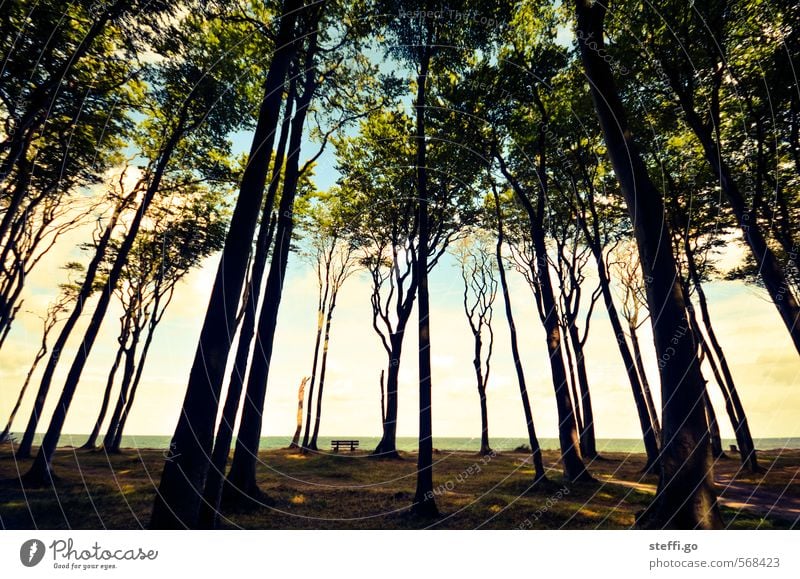 the other day in the ghost forest Beautiful weather Forest Coast Deserted Hiking Exceptional Dark Creepy Romance Longing Wanderlust Bizarre