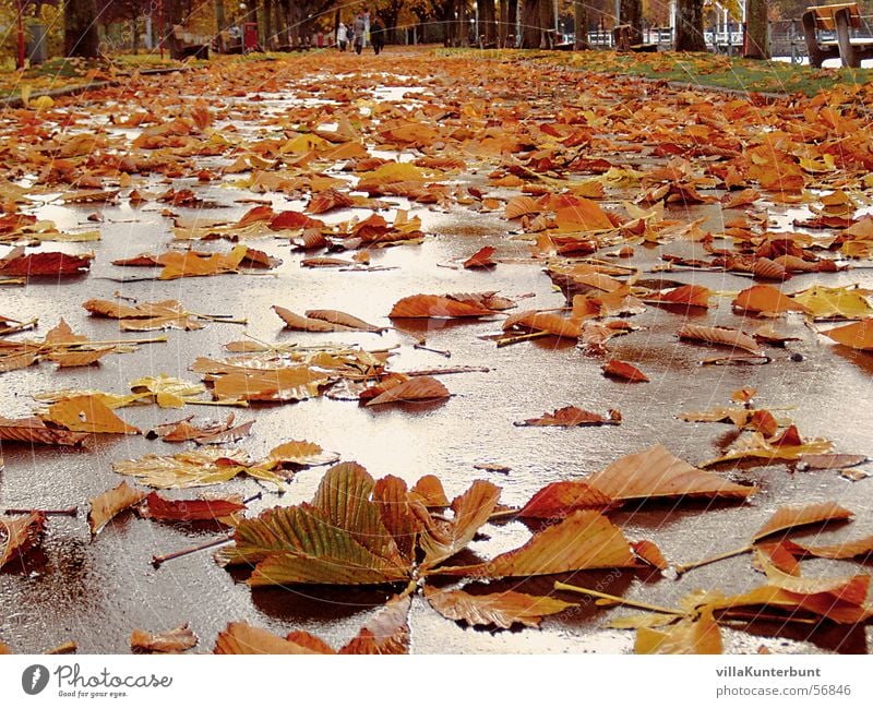 leaf path Autumn Leaf Tree Multiple Infinity leaves Lanes & trails Street Chestnut tree Autumnal Many Lie