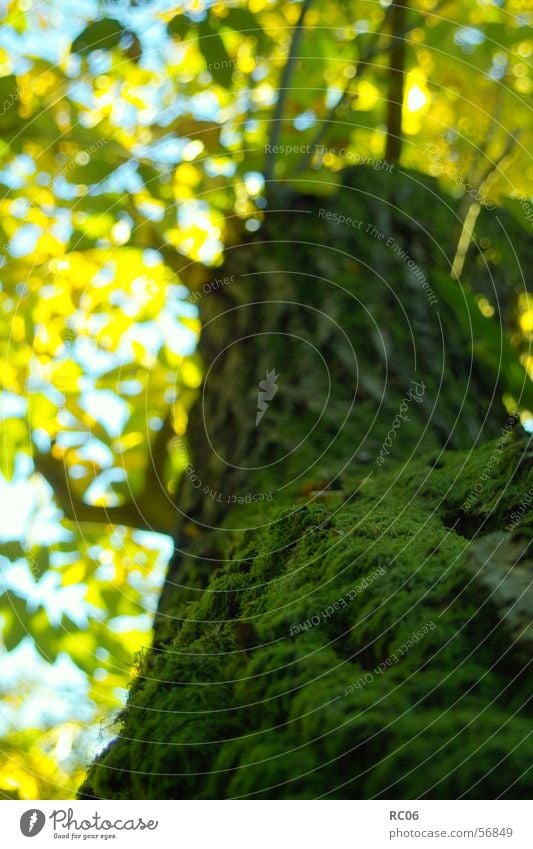 beard Tree Leaf Plant Tree bark Nature Moss