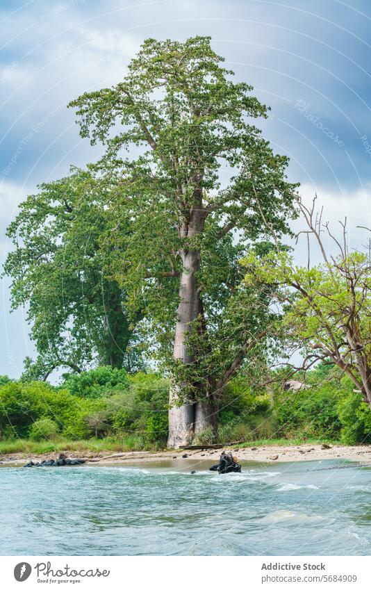 Majestic tree along the tranquil Jungle riverbank jungle serene majestic tall peaceful cloudy sky nature tranquility water green foliage lush vegetation